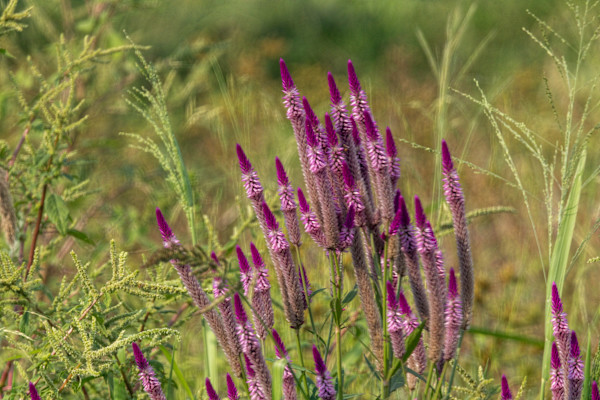 Celosia flower,  known as "Flamingo Feather" or "Wheat Celosia". by David Whited