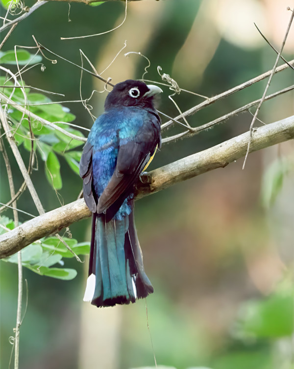 Male Black-headed Trogon by David Whited