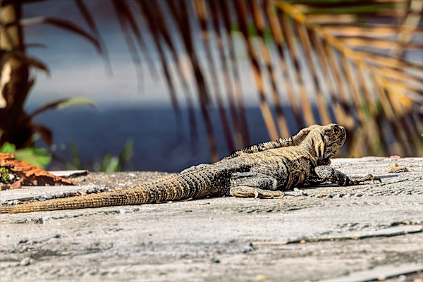 Black spiny-tailed iguana, Costa Rica by David Whited