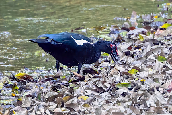 Muscovy Duck, Costa Rica by David Whited
