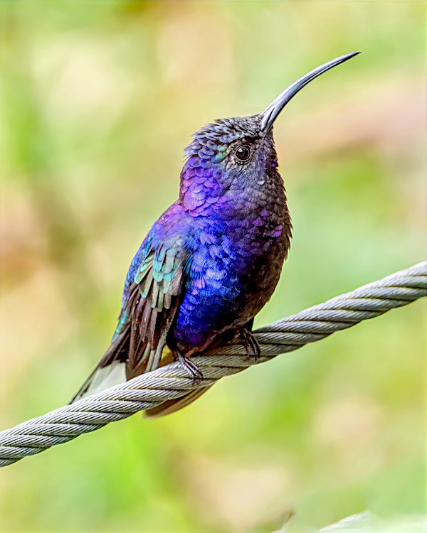 Violet Sabrewing hummingbird, Costa Rica by David Whited
