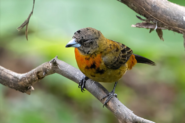 Female Scarlet-rumped Tanager, Costa Rica by David Whited