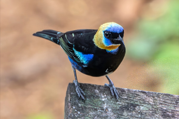 Golden-hooded Tanager, Costa Rica by David Whited