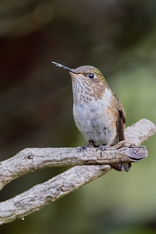 Female Volcano Hummingbird, Costa Rica by David Whited