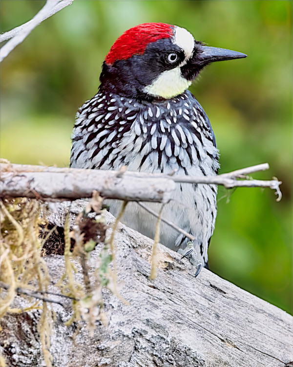Acorn Woodpecker, Costa Rica by David Whited
