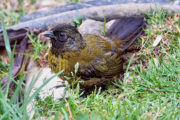 Large-footed Finch, Costa Rica by David Whited