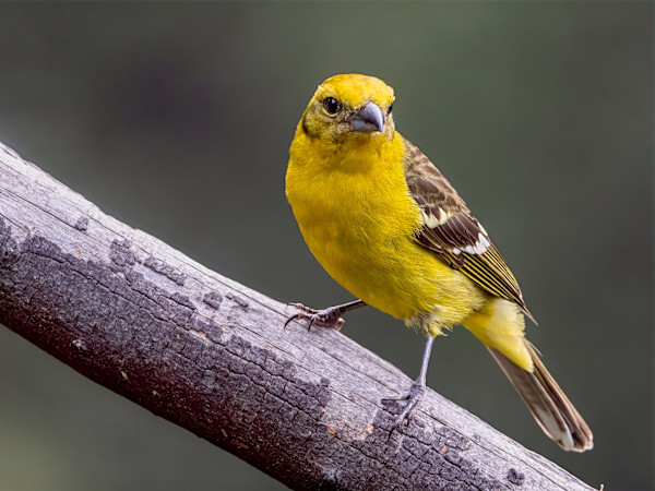 Female Flame-colored Tanager, Costa Rica by David Whited