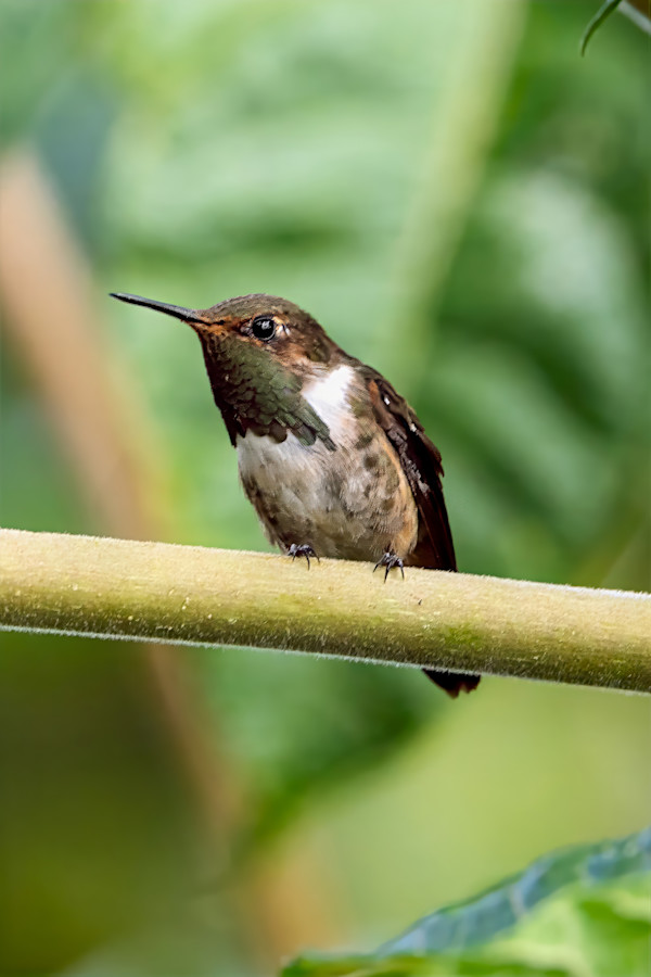 Male Volcano Hummingbird, Costa Rica by David Whited