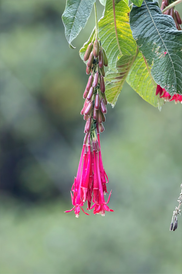 Bolivian fuchsia by David Whited