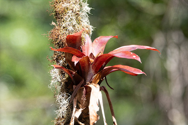 Epiphytic bromeliad plant by David Whited