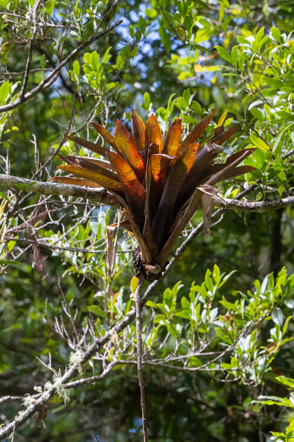 Epiphytic bromeliad plant by David Whited
