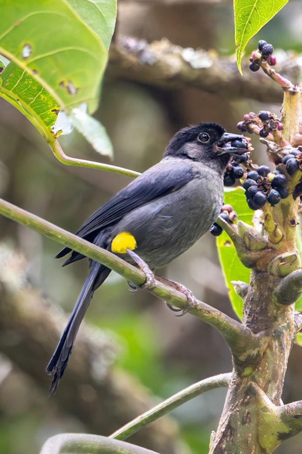 Yellow-thighed Brushfinch, Costa Rica by David Whited