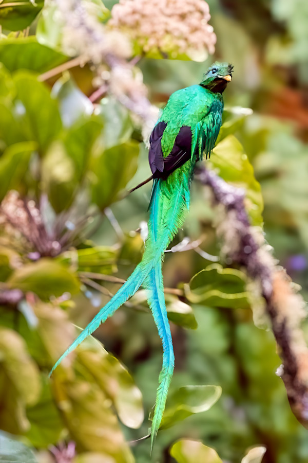 Resplendent quetzal male, Costa Rica by David Whited