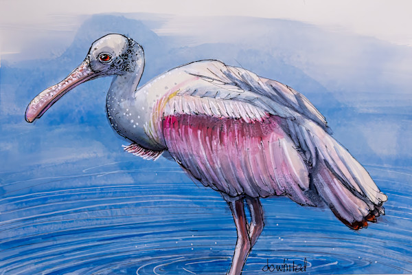 Roseate Spoonbill by David Whited