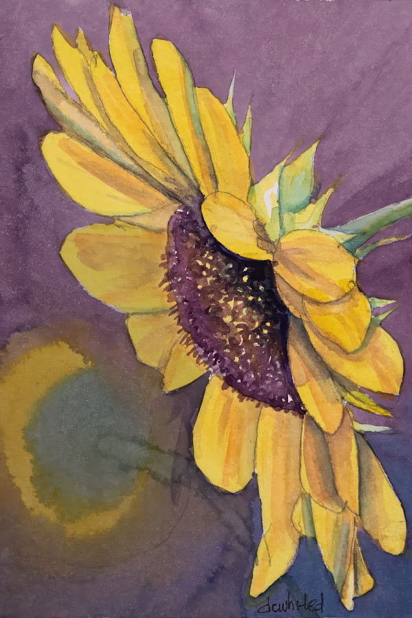 Black-eyed Susan by David Whited