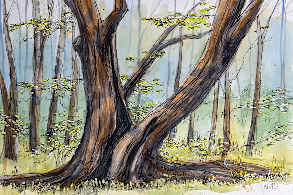 Ancient weathered tree at Silver Lake Park, Akron, Ohio by David Whited