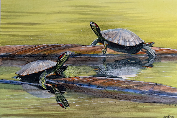 Two painted turtles sunning on a pond by David Whited