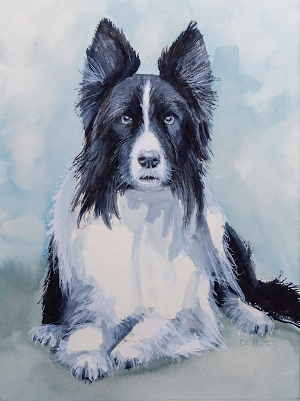 Border Collie by David Whited