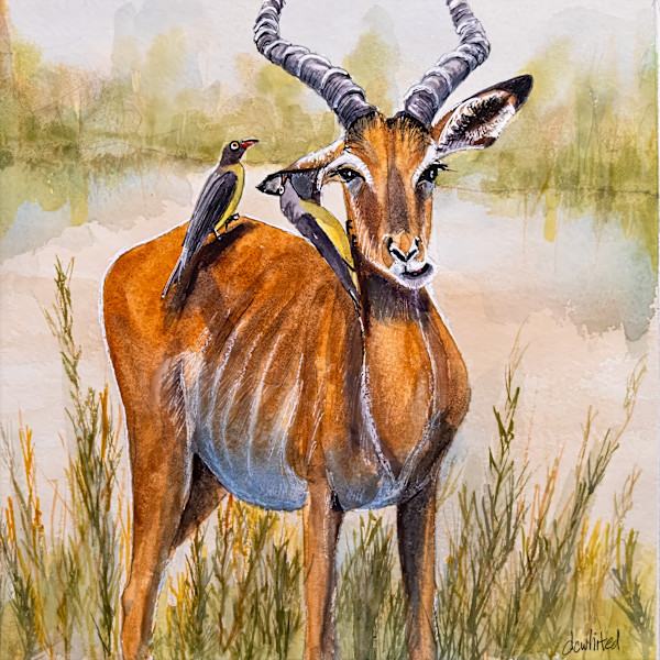 Impala and red-billed Oxpeckers by David Whited