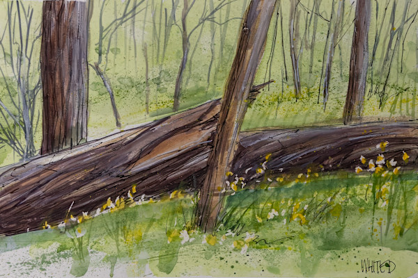 New Growth and Old Growth by David Whited