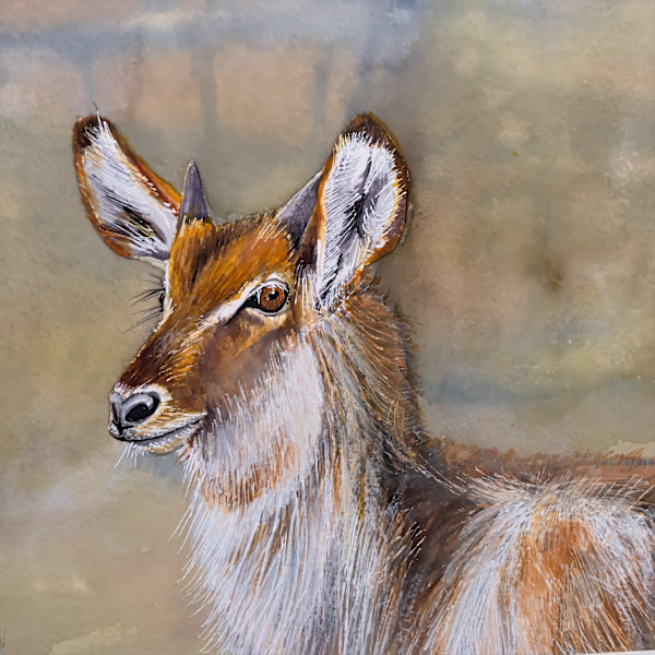 Young Waterbuck, South Africa by David Whited