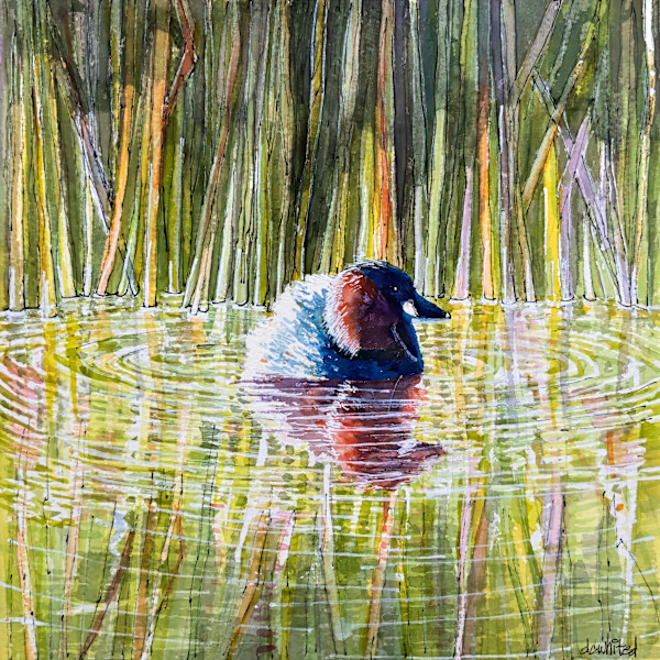 Little Grebe, South Africa by David Whited