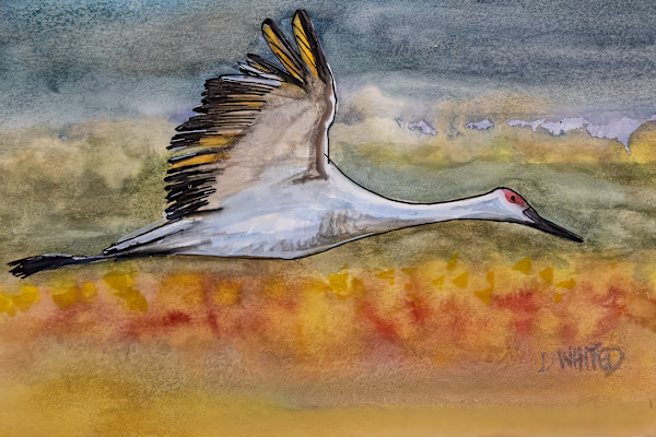Sandhill Crane in flight by David Whited