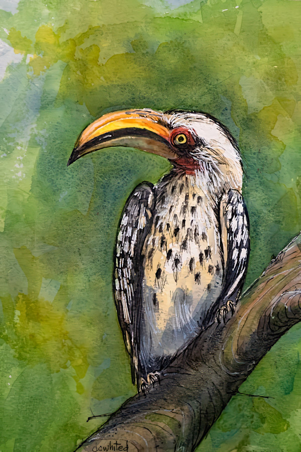 Yellow-Billed Hornbill, South Africa by David Whited