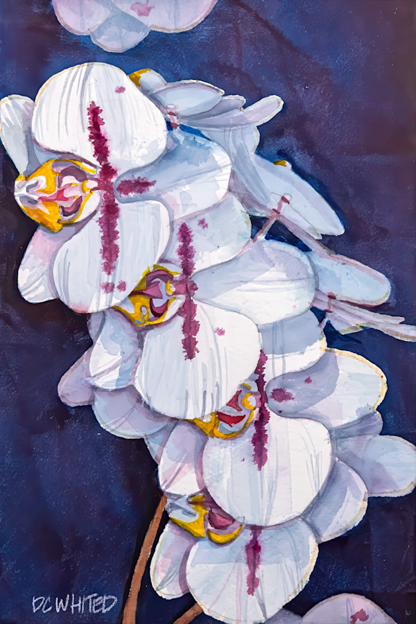 White Orchids by David Whited