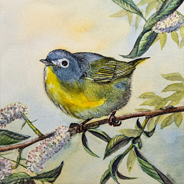 Nashville Warbler by David Whited