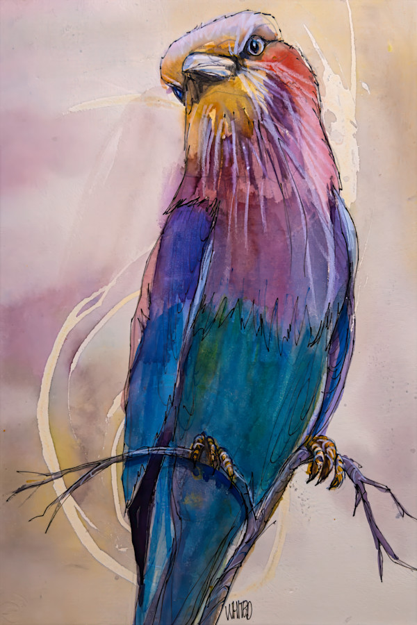 Lilac-breasted Roller, South Africa by David Whited