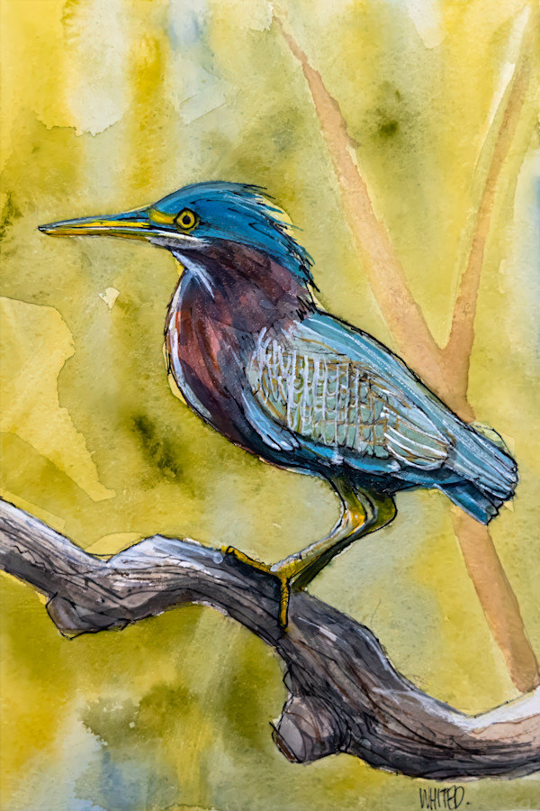 Green Heron by David Whited