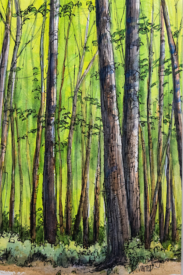 Enchanted Forest by David Whited