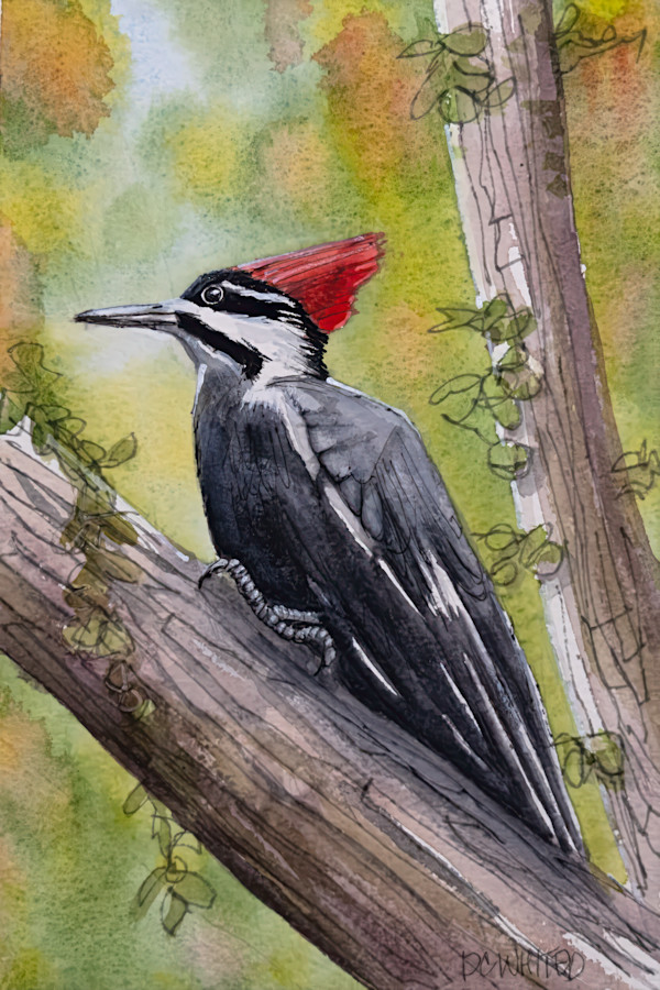 Pileated Woodpecker by David Whited