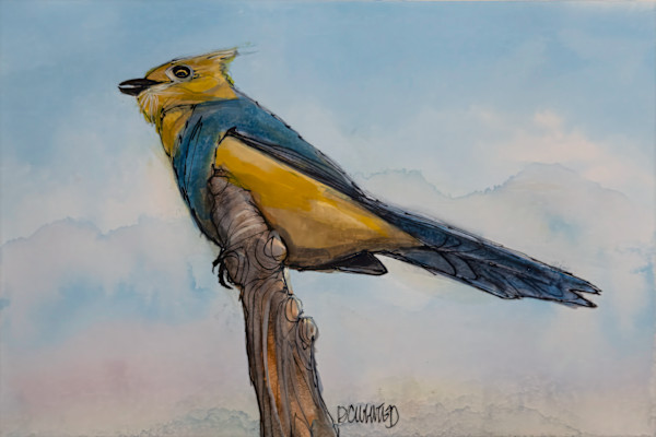 Long-tailed Silky Flycatcher, Costa Rica by David Whited