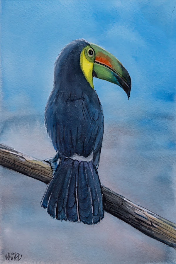 Keel-billed Toucan, Costa Rica by David Whited