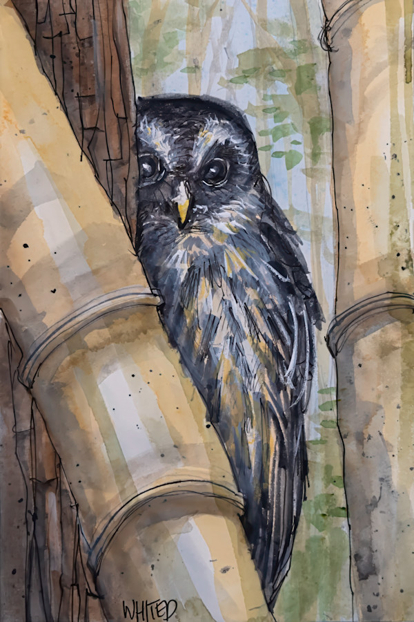 Mottled Owl, Costa Rica by David Whited