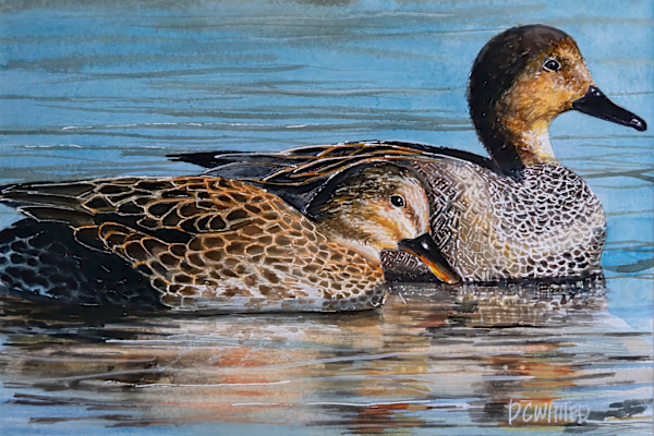 Male and female Gadwall (prints available) by David Whited