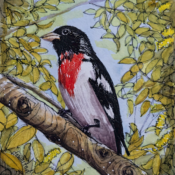 Red-breasted Grosbeak by David Whited