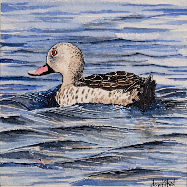 Cape teal , South Africa by David Whited