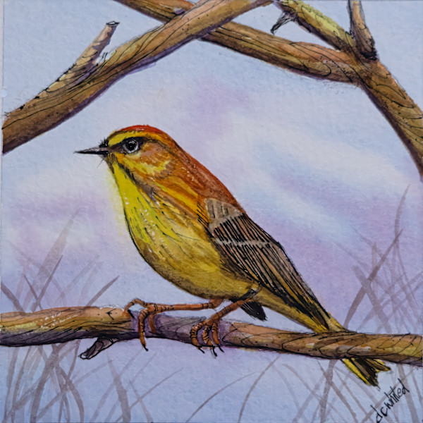 Palm Warbler by David Whited