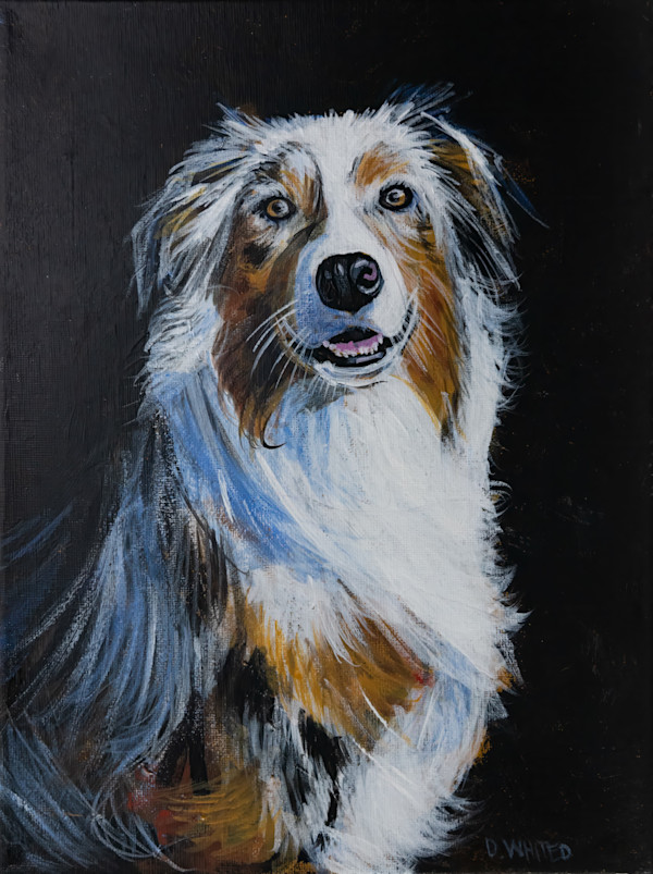 Australian Shepherd by David Whited