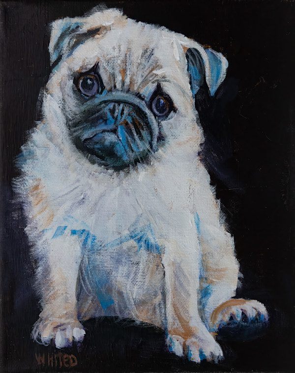 Young Pug by David Whited