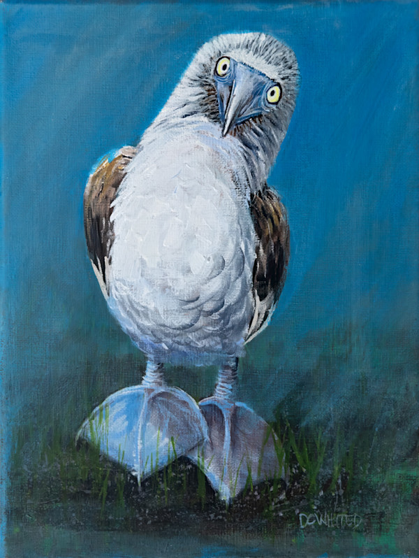 Blue-footed boobie by David Whited