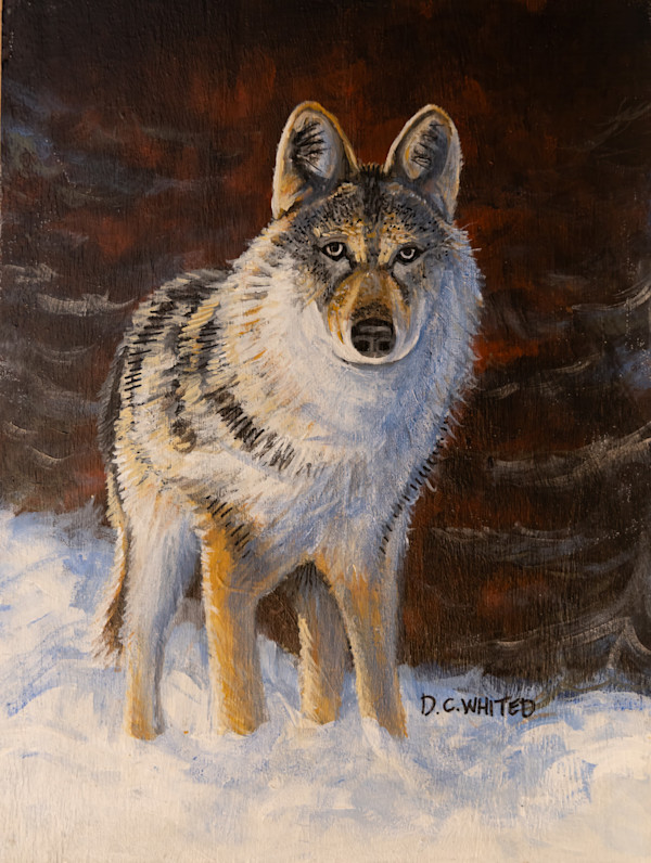 Wolf in the snow by David Whited
