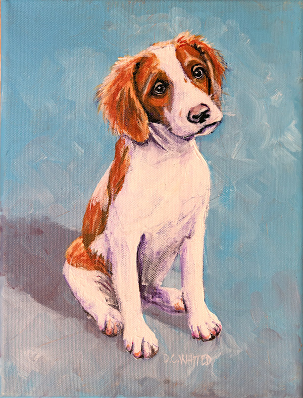 Brittany Spaniel puppy by David Whited