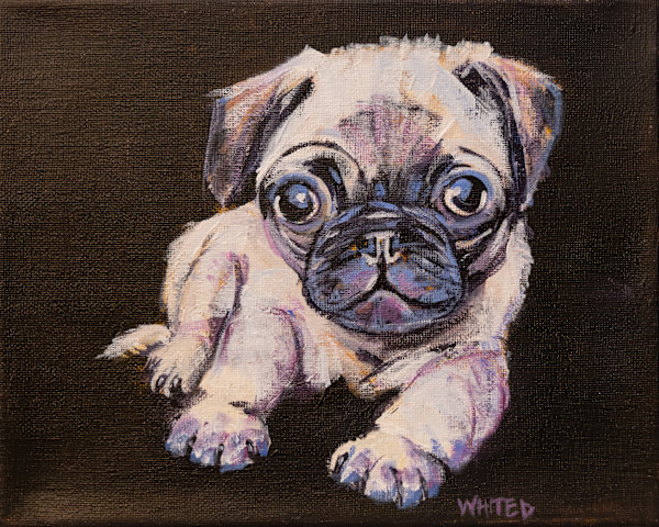 Pug by David Whited