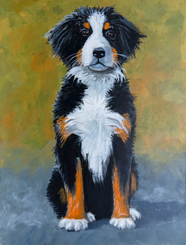 Bernese Mountain Dog puppy by David Whited