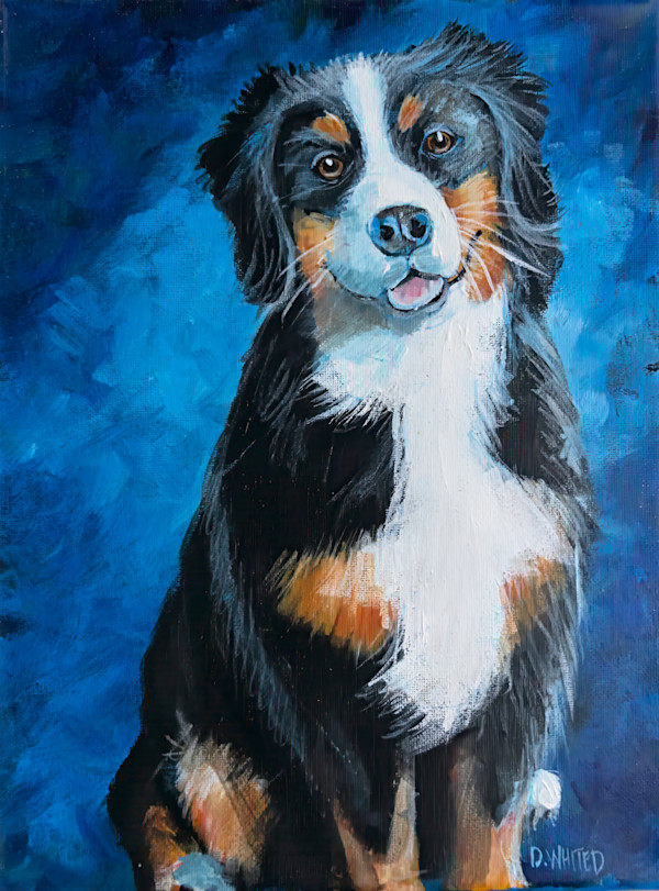 Bernese Mountain Dog by David Whited