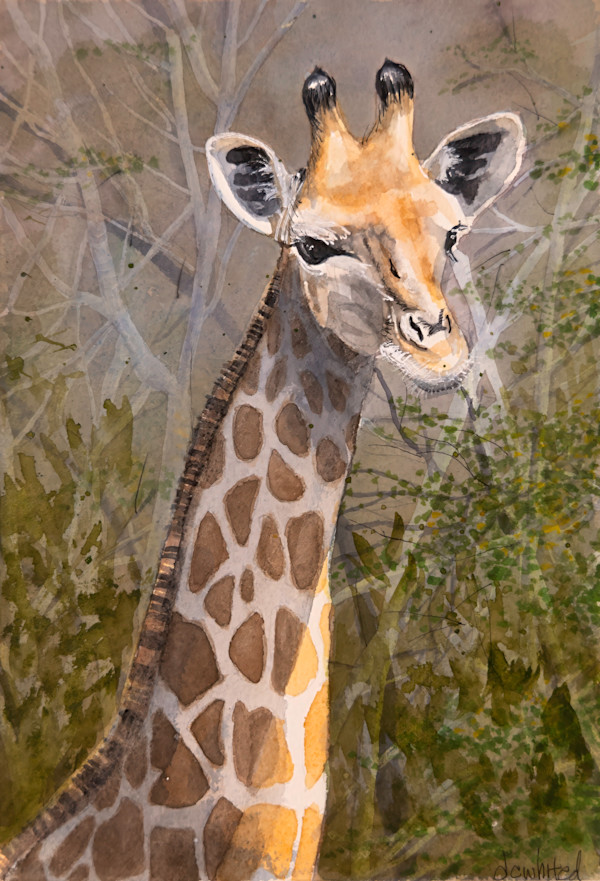 Giraffe, South Africa by David Whited
